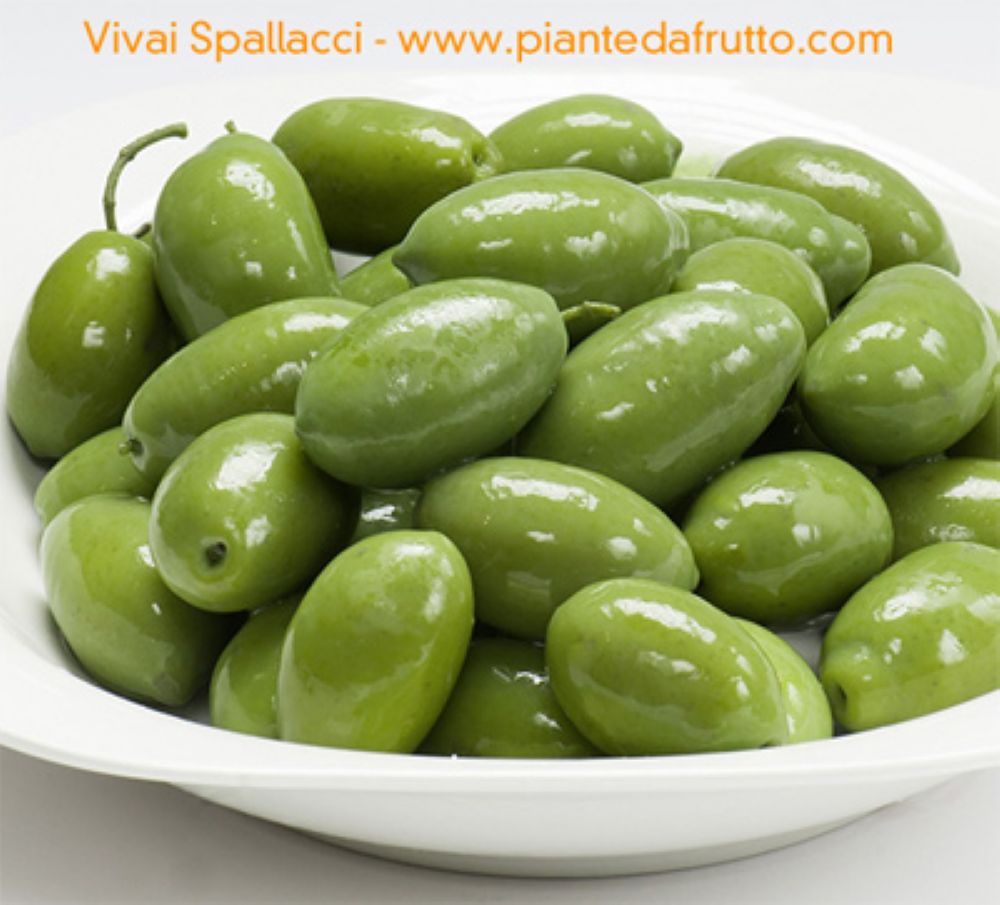 BC Zelené olivy s kôstkou v náleve 580 ml | Bella Cerignola (091063) – Obrázok 3
